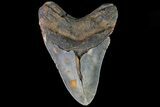 Megalodon Tooth - North Carolina #82923-2